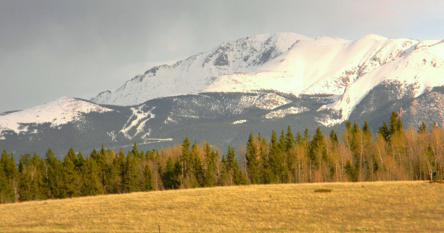 Snow-capped Pikes Peak rising above a line of ponderosa pines and a golden field outside Woodland Park, Colorado